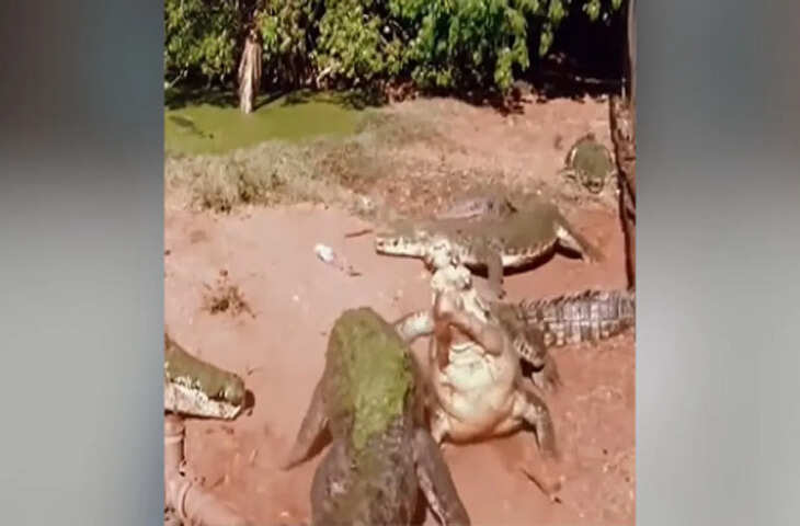 खौफनाक मंजर: मगरमच्छ ने साथी का पैर काटा और खा गया, अबतक लाखों लोग देख चुके वायरल वीडियो