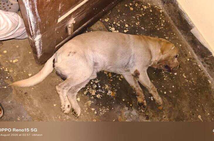 बलिया में वफादारी की मिसाल: कोबरा से भिड़ गया लैब्राडोर, परिवार को बचाकर दी जान
