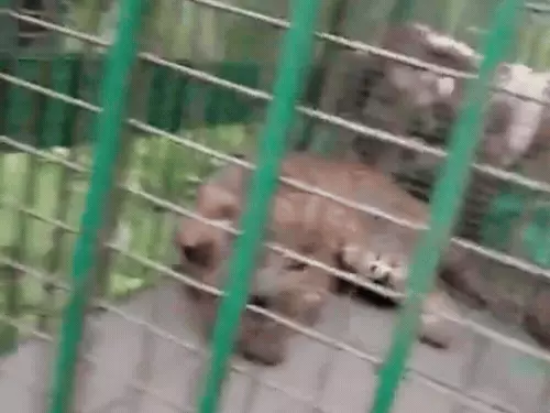 मुरादाबाद में छठा तेंदुआ पिंजड़े में कैद, रामूवाला शेखू में वन विभाग को बड़ी कामयाबी