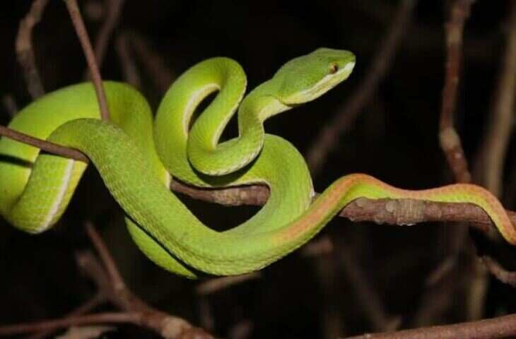 दिखाई भी नहीं देता और जान ले लेता है! इंसानी आंखों को धोखा देने वाला ये सांप कहलाता है मौत का फरिश्ता&nbsp;