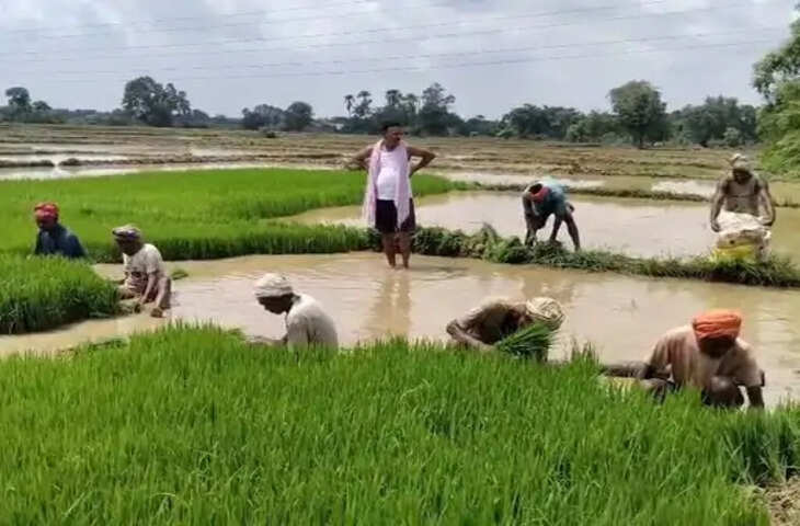औरंगाबाद में 34% कम बारिश से बढ़ी किसानों की चिंता, धान की खेती पर मंडराया संकट