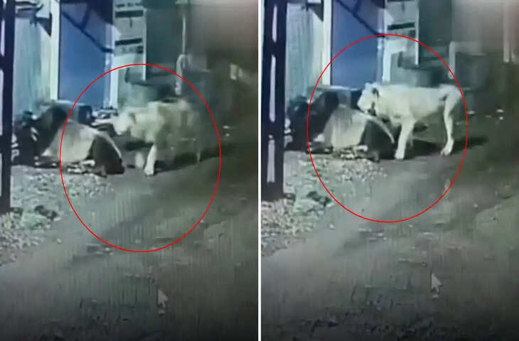 Video: जंगल के राजा की निकल गई हवा! सांड के सामने शेर ने लगाई दौड़, यूजर्स बोले - '&lsquo;क्या गुंडा बनेगा रे तू....'&nbsp;