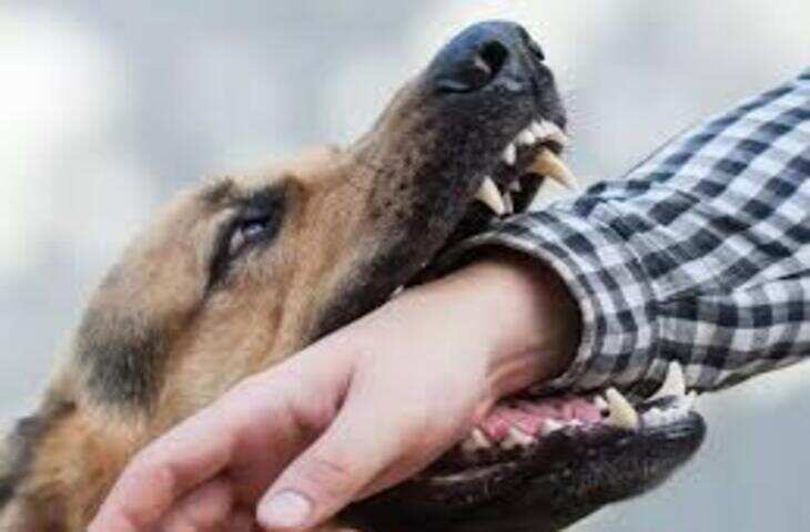 मालवीय नगर में आवारा कुत्तों का बढ़ता आतंक: शिवमार्ग से सेक्टर 1-3 तक राहगीरों की मुश्किलें बढ़ीं