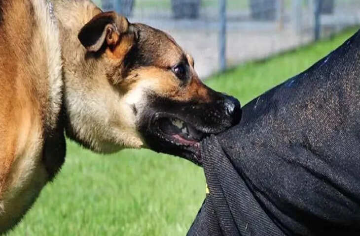 इंदौर में आवारा कुत्तों का आतंक बढ़ा, रोजाना 150 से ज्यादा डॉग बाइट के मामले अस्पताल पहुंच रहे