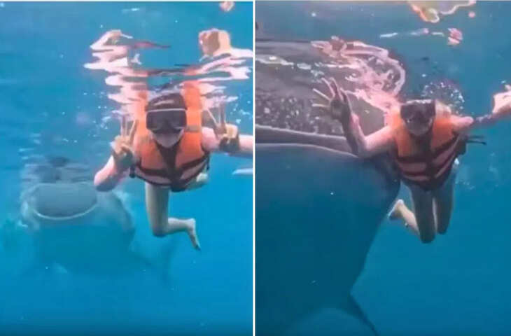 फिलीपींस में स्कूबा डाइविंग के दौरान व्हेल शार्क के अचानक सामने आने का वीडियो वायरल, महिला का रिएक्शन बना चर्चा का विषय