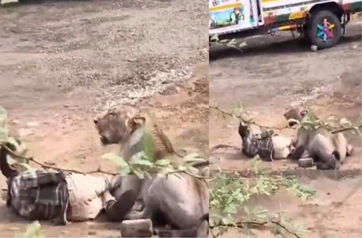मौत सामने खड़ी थी, लेकिन हिम्मत नहीं हारी! शेरनी के चंगुल में 30 मिनट तक फंसे किसान का VIDEO देख कांप उठेंगे​​​​​​​