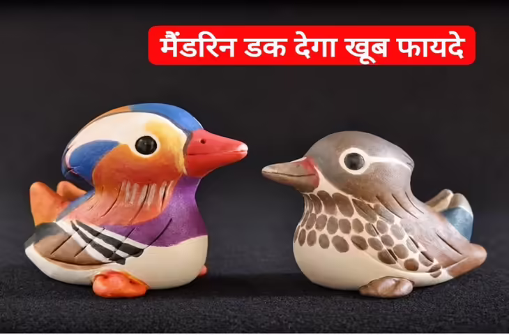 Feng Shui Tips: बेडरूम में रखें मैंडरिन डक, रिश्तों में बढ़ेगा प्यार और आएगी खुशहाली! जानें सही दिशा और फायदे