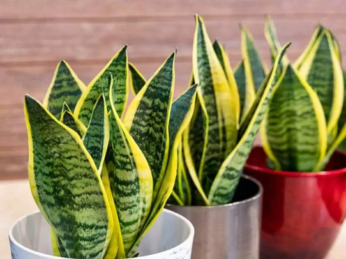 vastu tips for snake plant at home and office to get success in life know snake plant benefits 