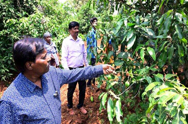 &lsquo;13-1&rsquo; किस्म आम की खेती में बड़ा बदलाव लाने के लिए तैयार