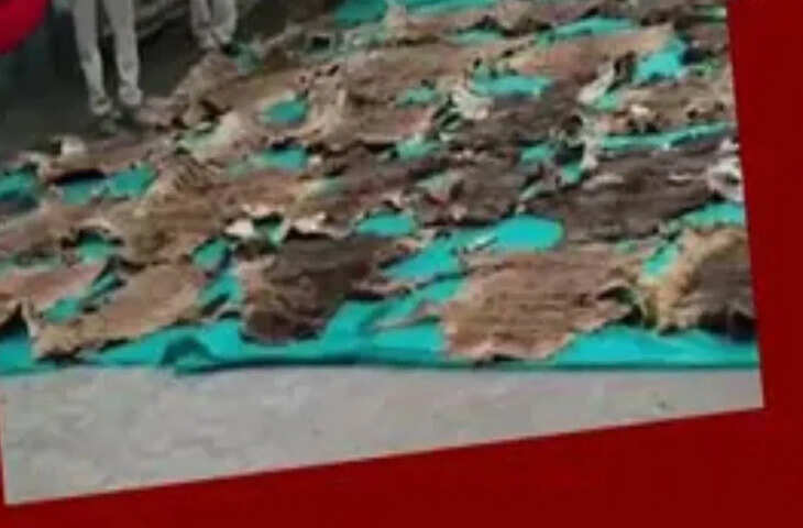 37 बाघ की खालें और पंजे&hellip; गुजरात की धर्मेश्वर महादेव मंदिर से बरामद, क्या हो रही थी तस्करी?