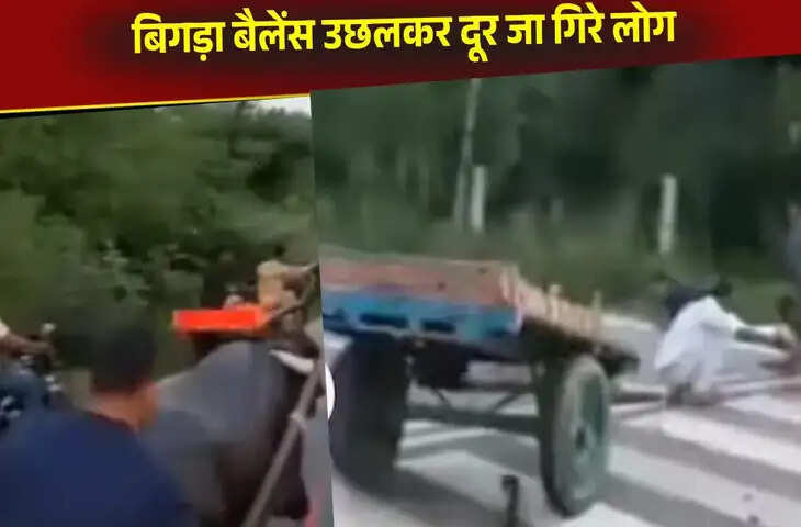 बंदे ने भैंसे को पूरी ताकत से दौड़ाकर लगाई रेस, अंत में बिगड़ा बैलेंस और हो गया खेल