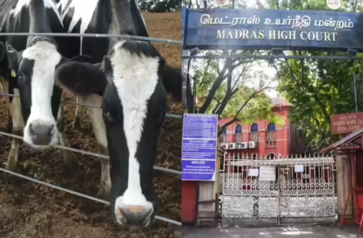बकरीद पर तमिलनाडु में गाय की कुर्बानी बैन, भगवान कृष्ण और मुस्लिम राजाओं का जिक्र कर मद्रास हाई कोर्ट ने बताया पूजनीय पशु